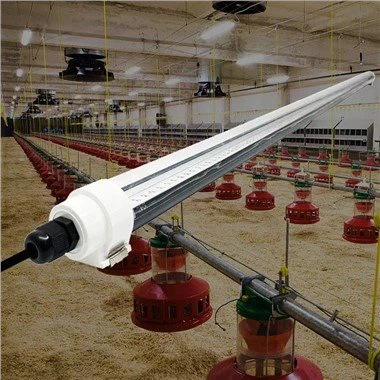 Peralatan Pencahayaan Unggas