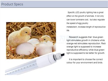Apakah Kita Menggunakan Lampu Panas pada Ayam Kita