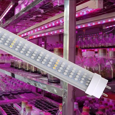 Lampu Merah Untuk Tanaman