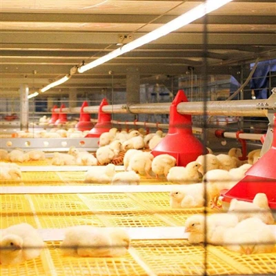 Kunci keberhasilan peternakan ayam: Apa yang harus diprioritaskan dalam penge...